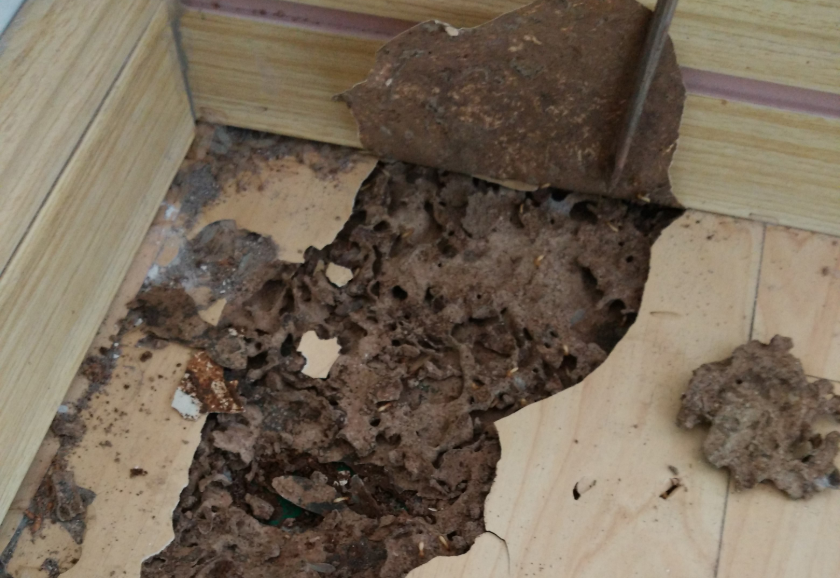 专业白蚁防治所教您如何灭杀白蚁